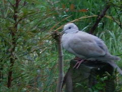 [photo, Mourning Dove, Glen Burnie, Maryland]