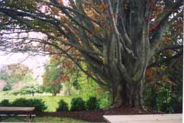 [photo, Beech tree, southern Anne Arundel County, Maryland]