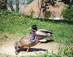 [photo, Mallards (Anas platyrhynchos), Annapolis, Maryland]