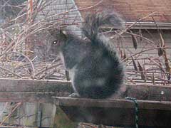 [photo, Eastern fox Squirrel, Glen Burnie, Maryland]