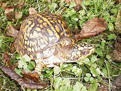 [photo, Eastern Box Turtle (Terrapene carolina), Glen Burnie, Maryland]