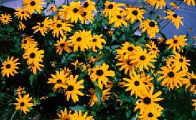 [photo, Black-Eyed Susans, Anne Arundel County, Maryland]