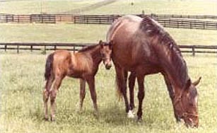 [photo, Thoroughbred horse, Maryland]