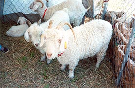 [photo, Sheep, Maryland Sheep and Wool Festival, Howard County Fairgrounds, West Friendship, Maryland]