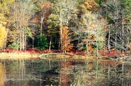 [photo, Patuxent Research Refuge, Laurel, Maryland]