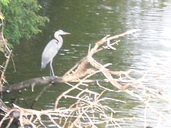 [photo, Great Blue Heron, College Creek, Annapolis, Maryland]